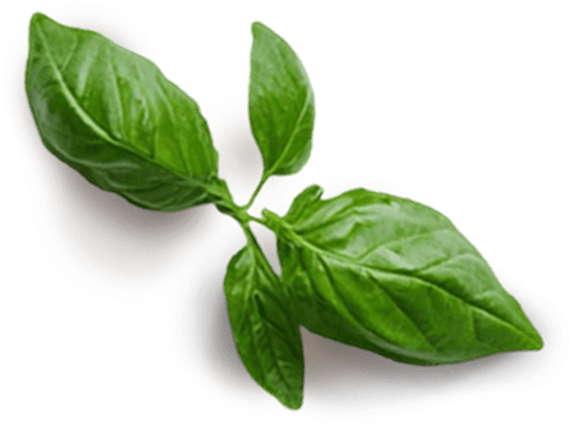 Basil